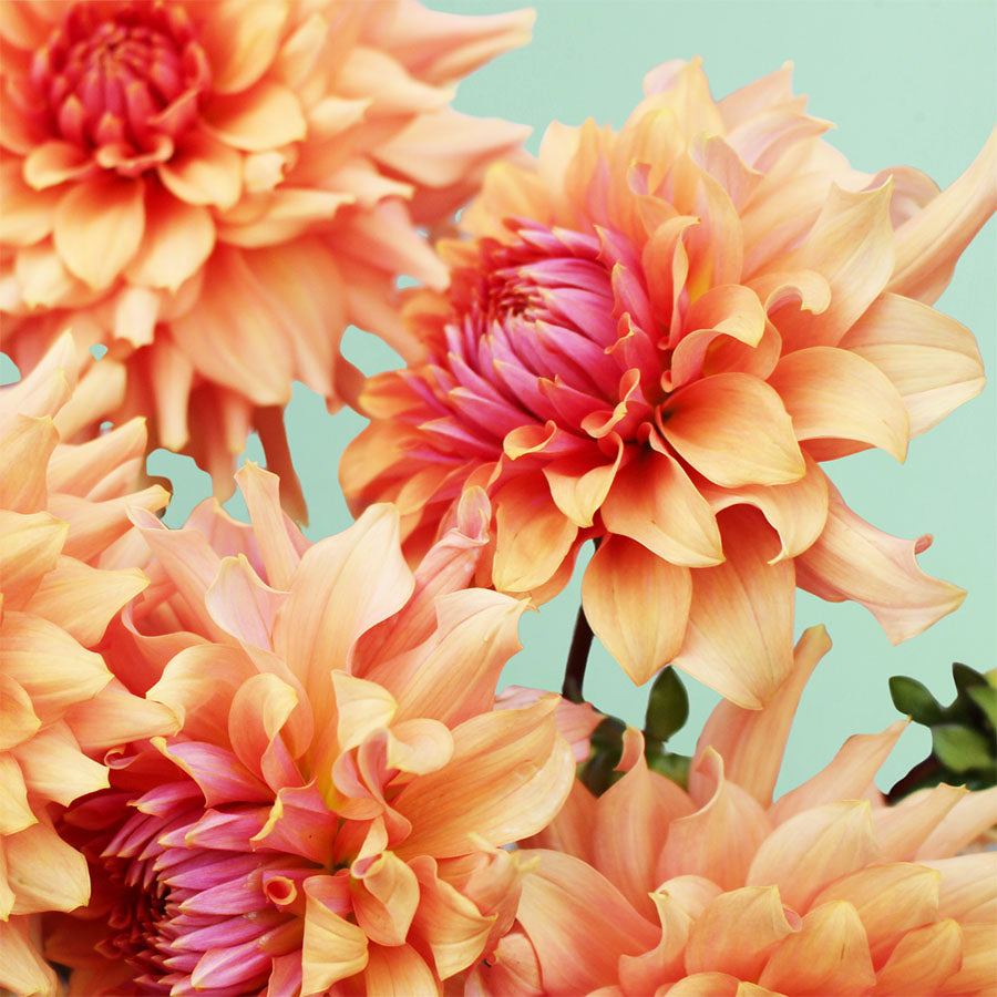 Terracotta Dahlia