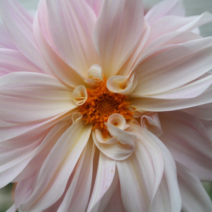 Café Au Lait Dahlia