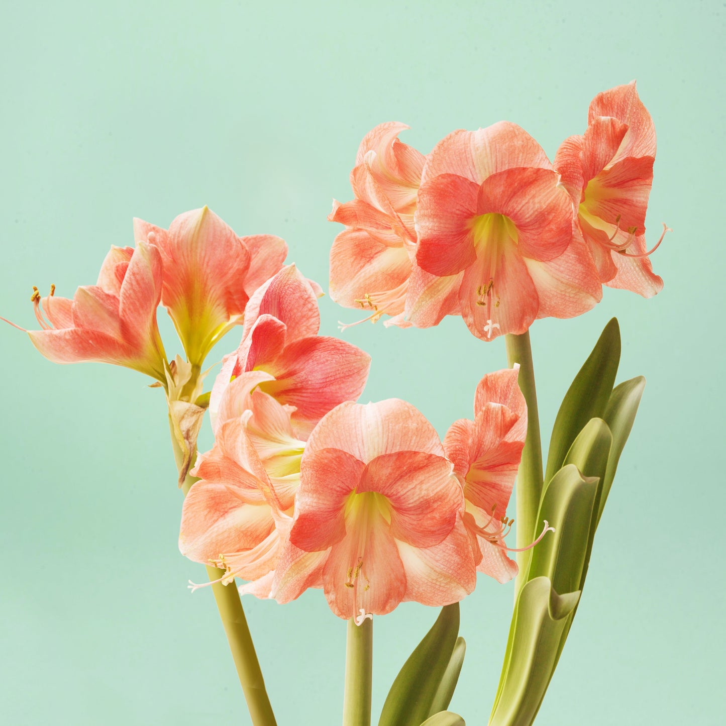 Rosalie Amaryllis Bulb