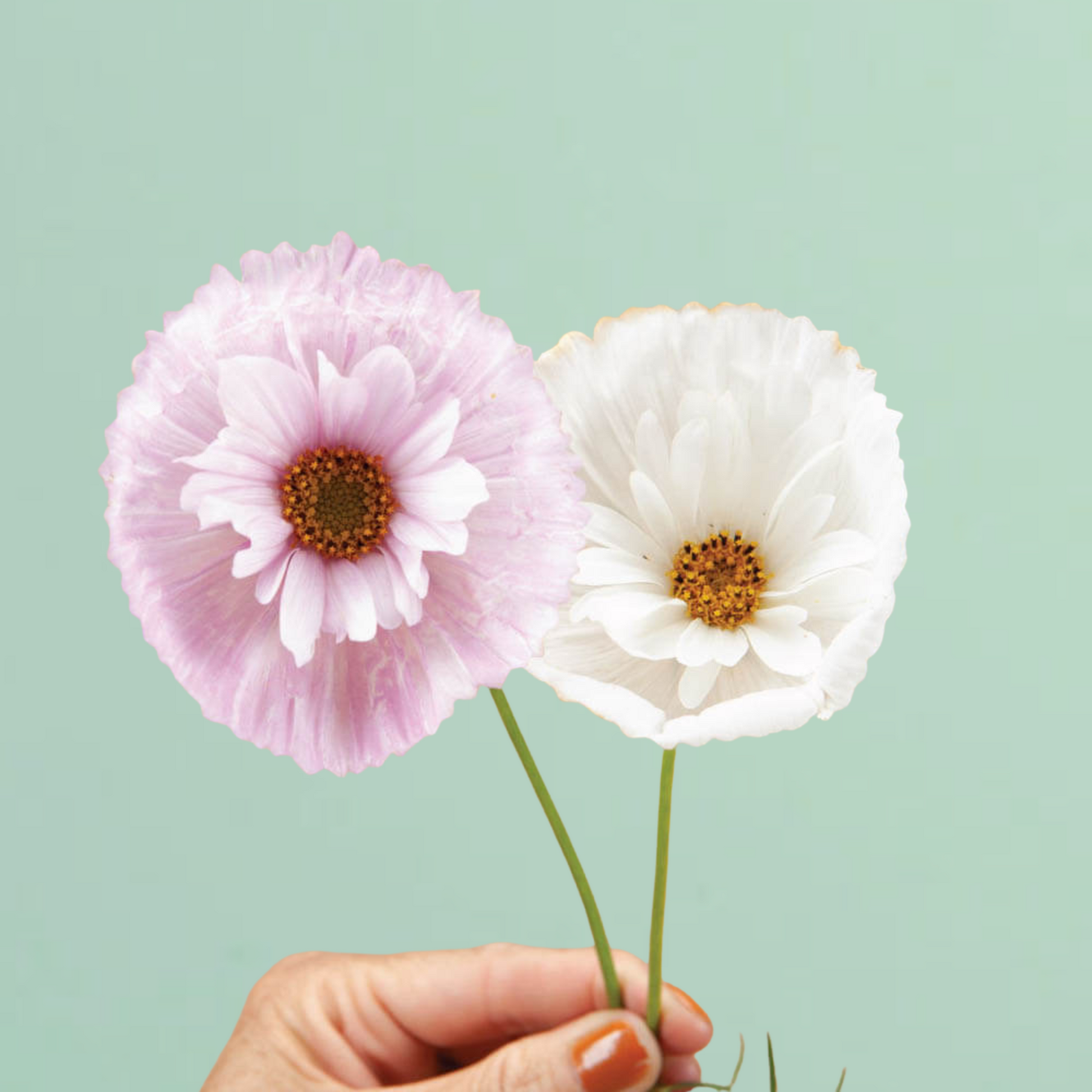 cupcake cosmos flower seeds Cupcakes and Saucers Mix Cosmos Seeds