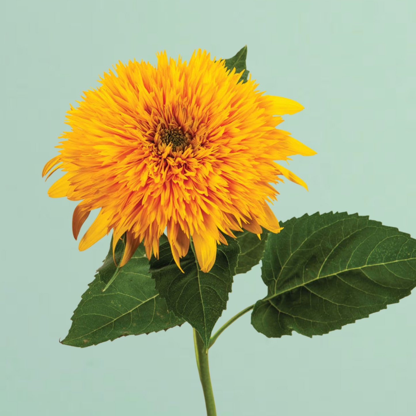 Teddy Bear Sunflower Seeds