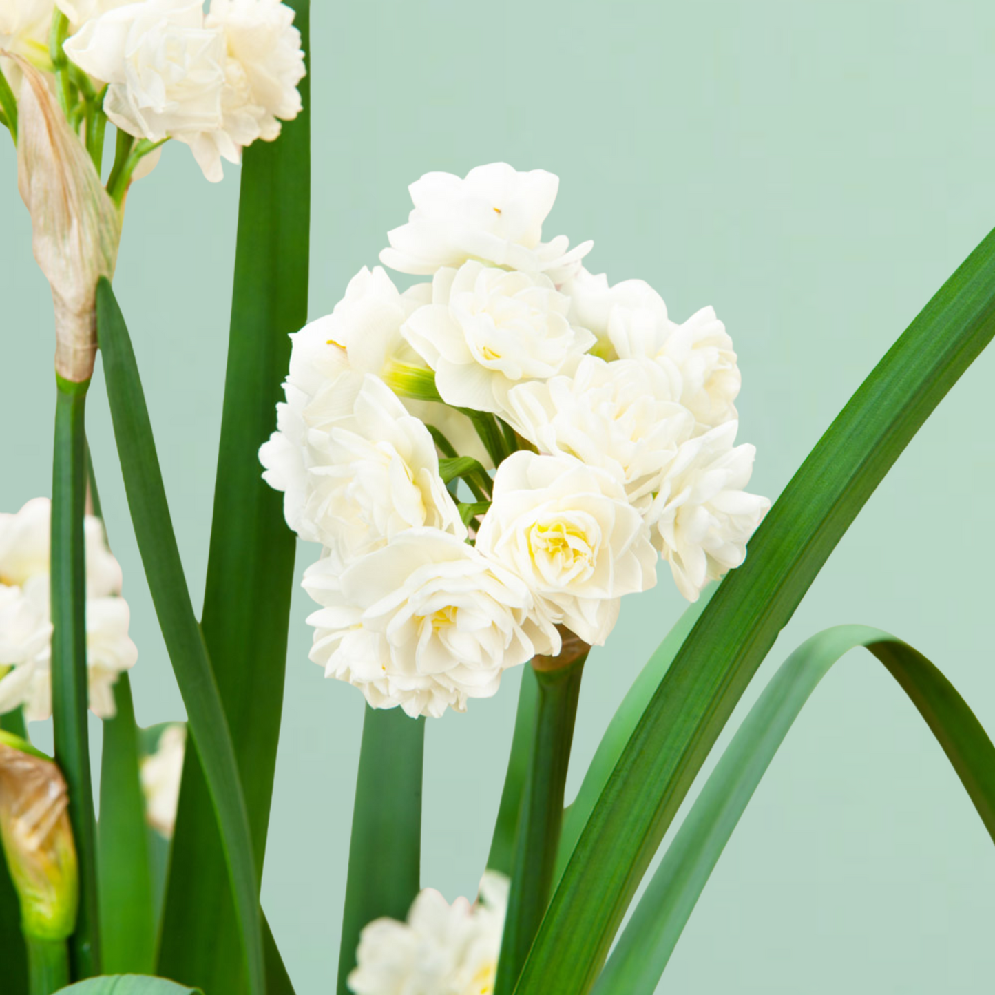 Erlicheer Daffodil Bulbs