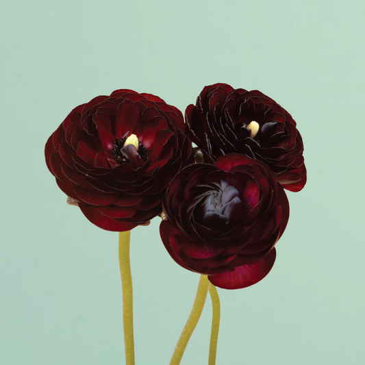 Black Amandine Ranunculus Corms