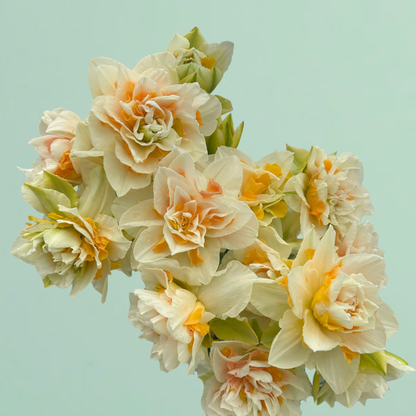 Delnashaugh Daffodil Bulbs