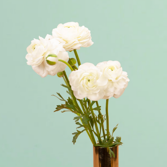Iceberg White Ranunculus Corms