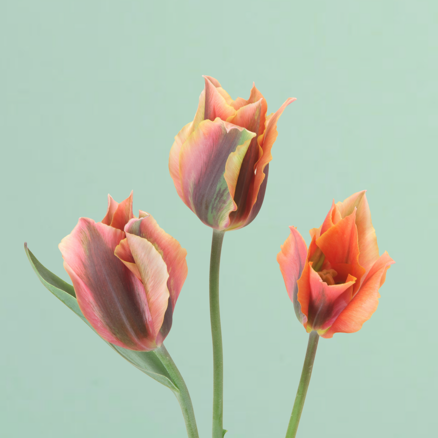 Artist Tulip Bulbs