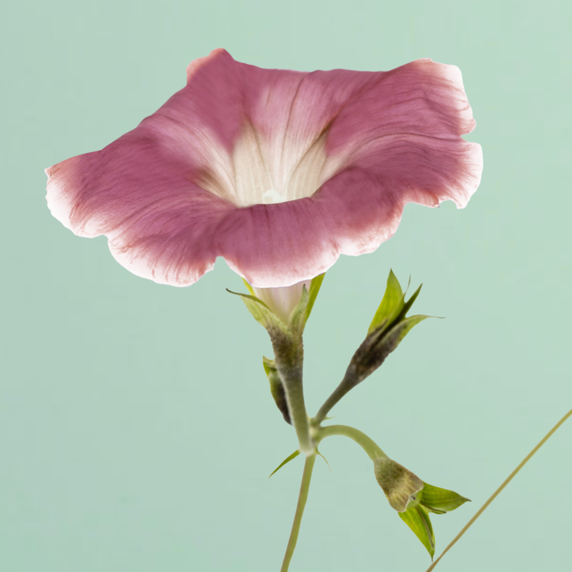 Chocolate Morning Glory Seeds | Plantgem Chocolate Morning Glory Seeds | Plantgem