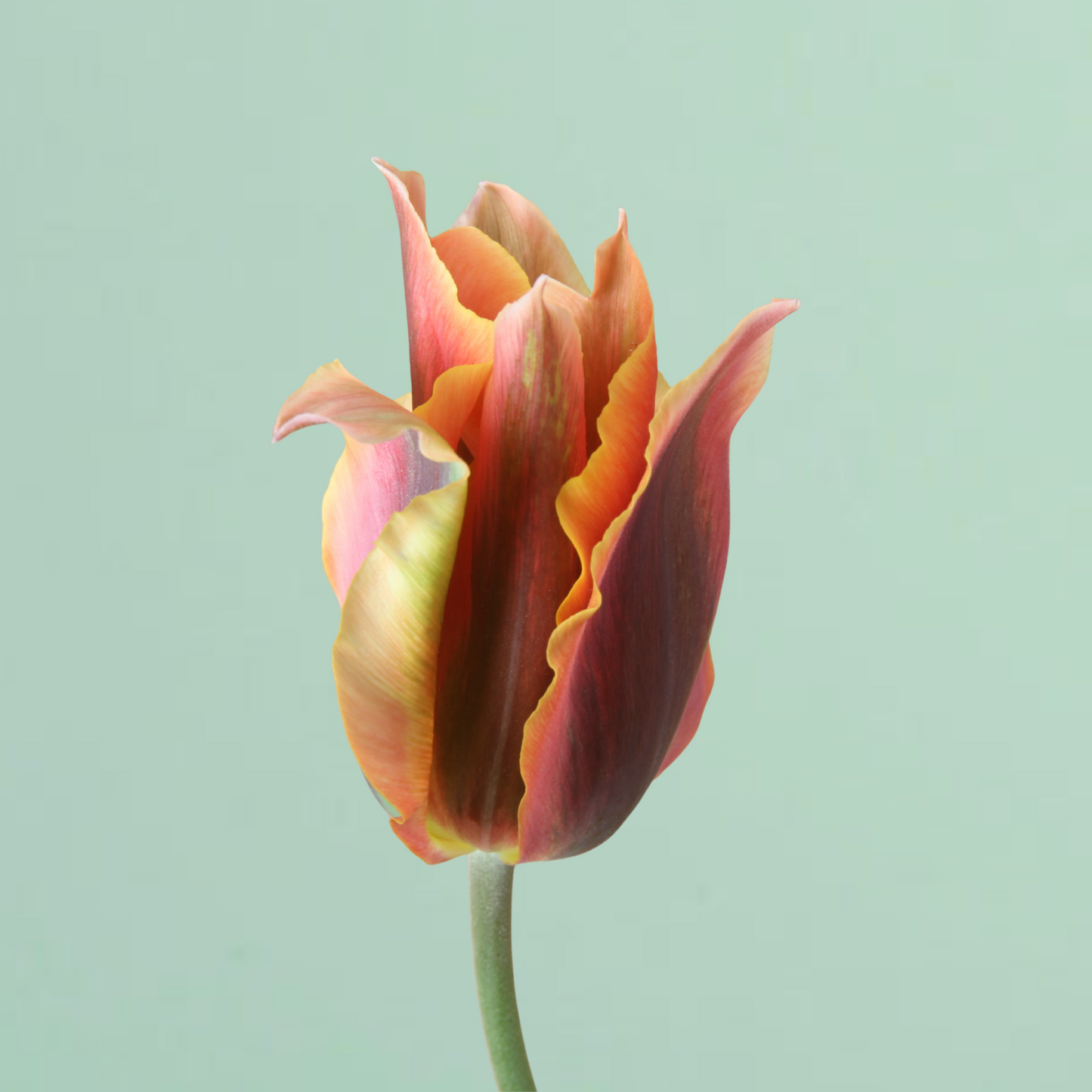 Artist Tulip Bulbs