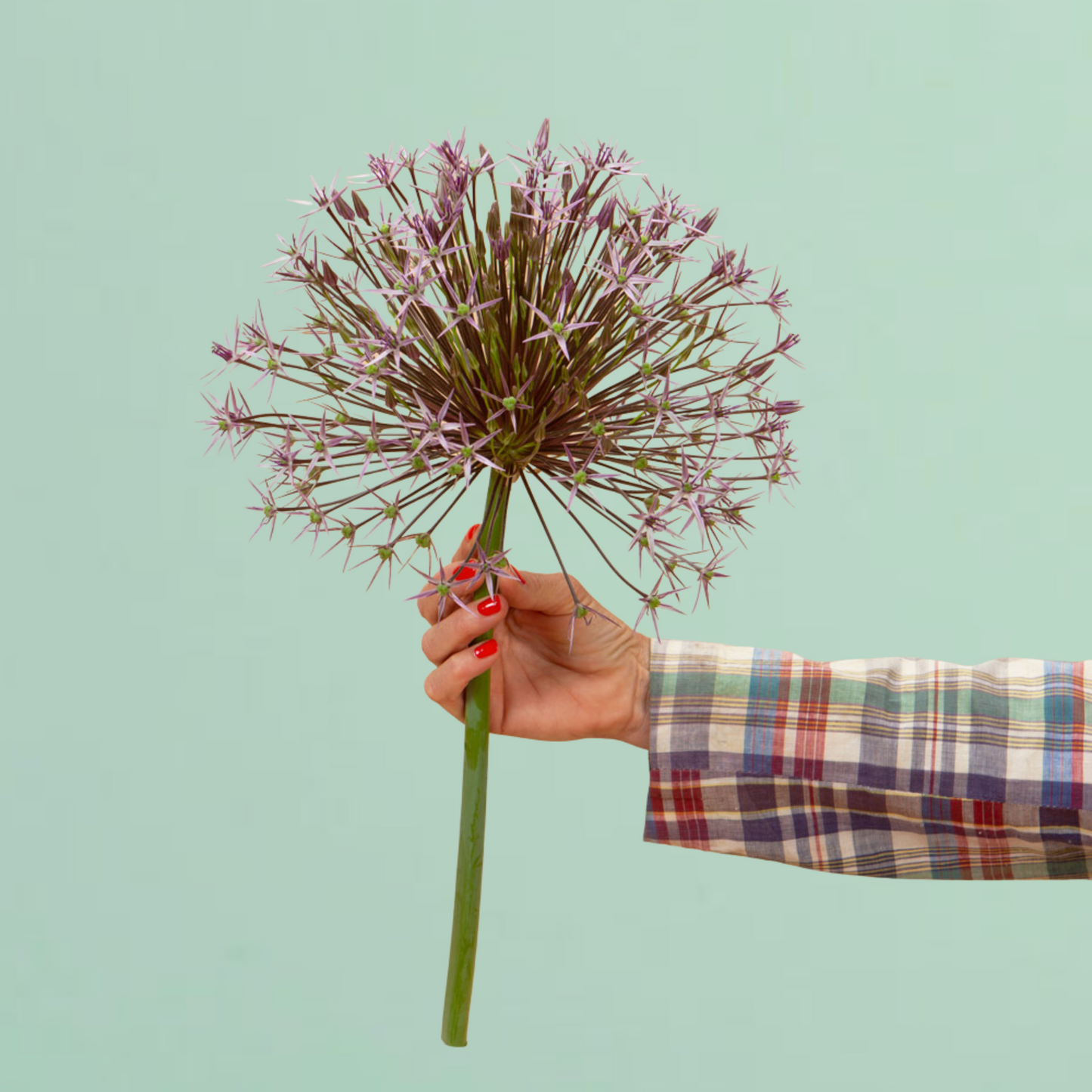 Christophii Allium Bulbs