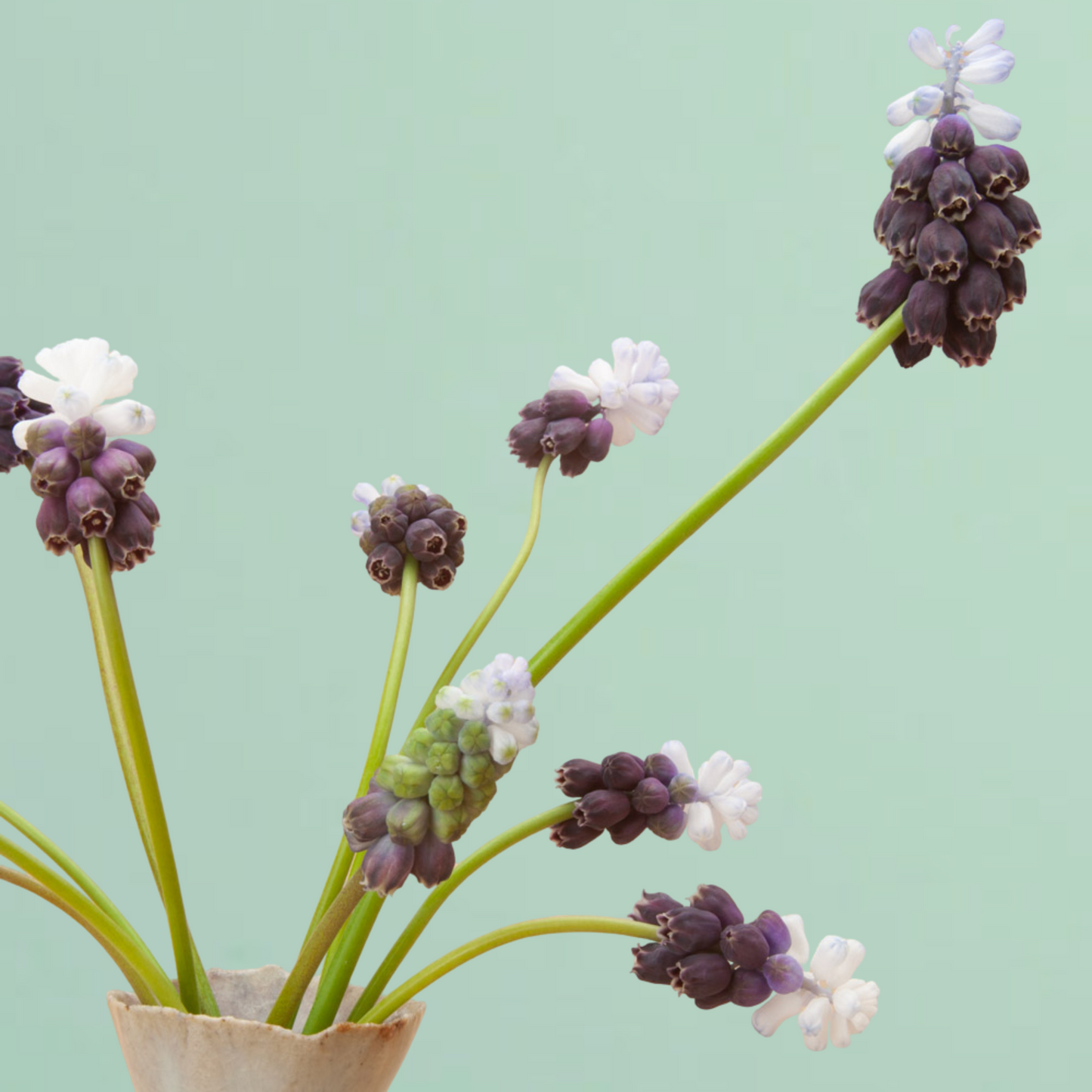 Grape Ice Muscari Bulbs