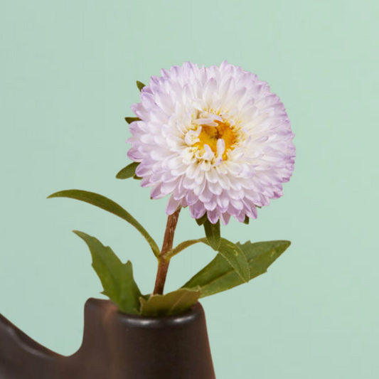 Matsumoto White Tipped Blue Aster Seeds