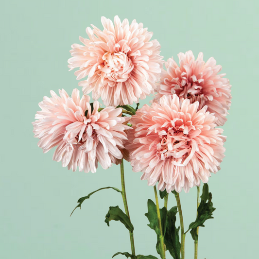 Tower Chamois Apricot Aster Seeds