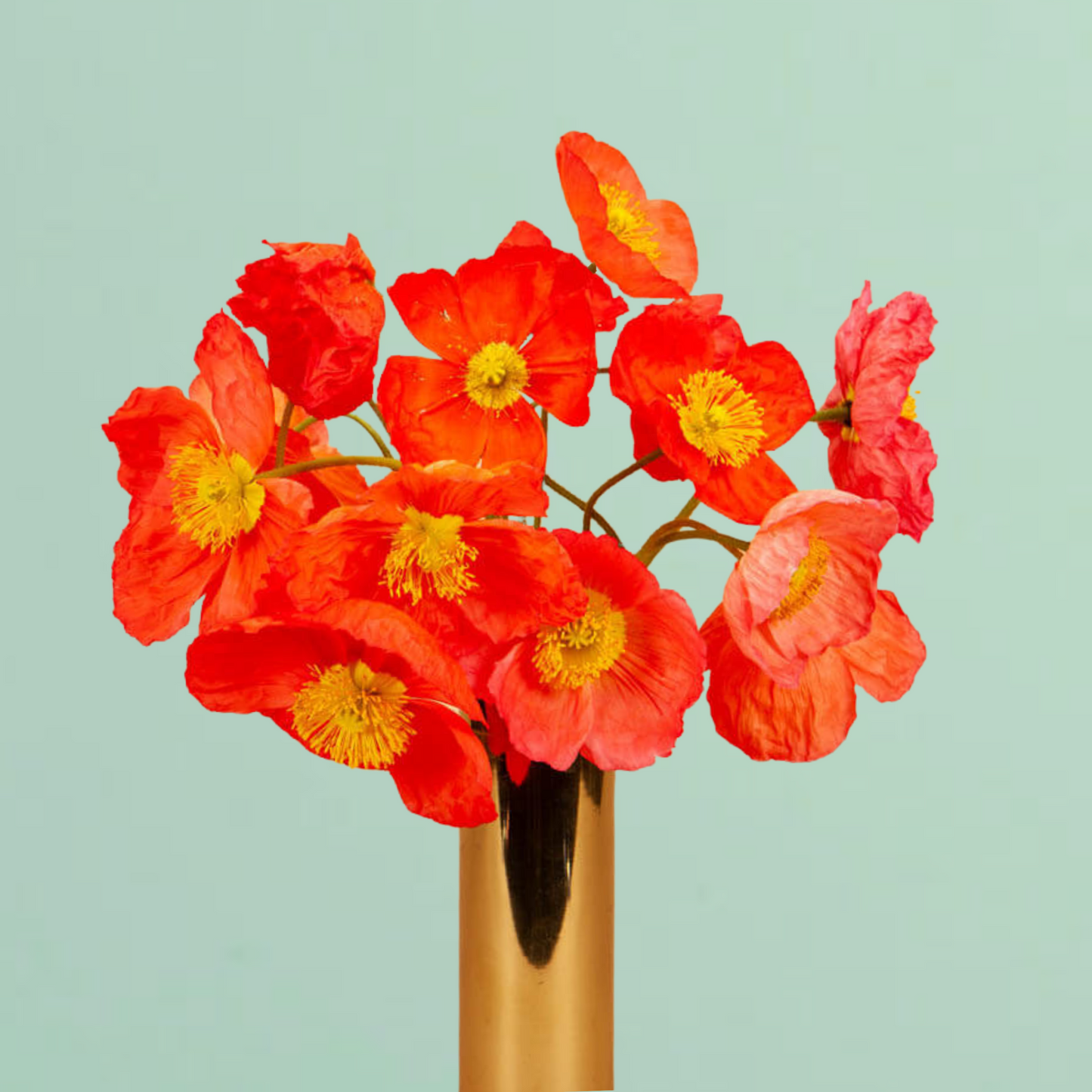Champagne Bubbles Pink Iceland Poppy Seeds