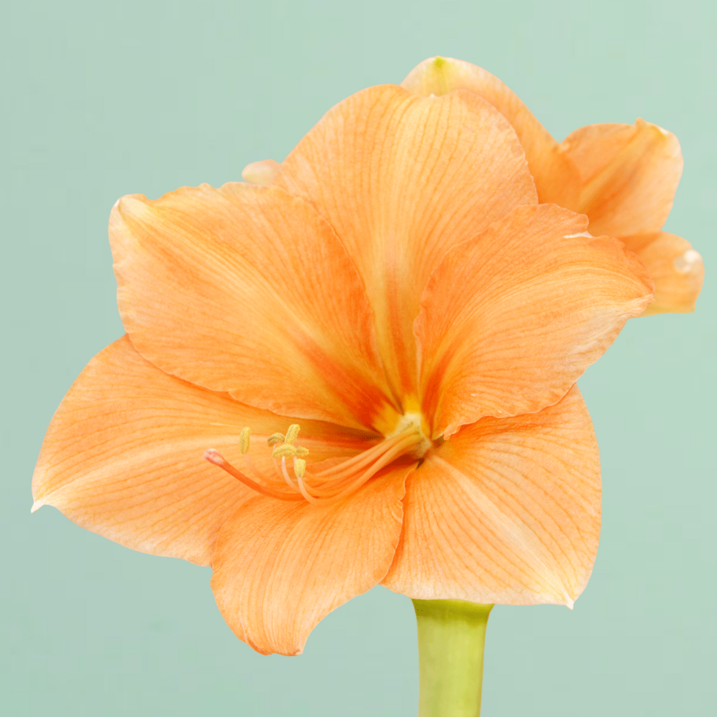 Rilona Amaryllis Bulb