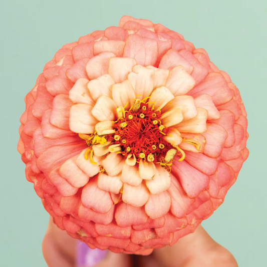 Oklahoma Salmon Zinnia Seeds