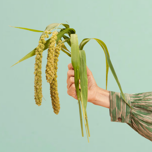 Limelight Millet Seeds