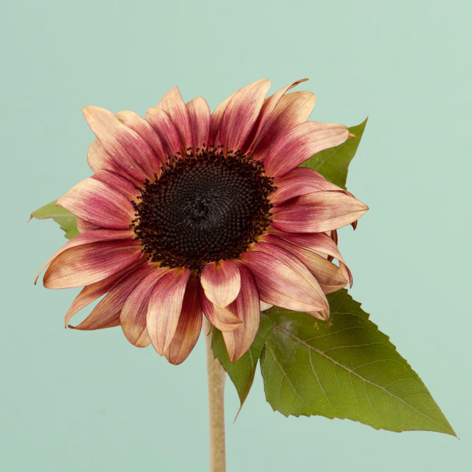 pro cut flower seeds Procut Plum Sunflower Seeds