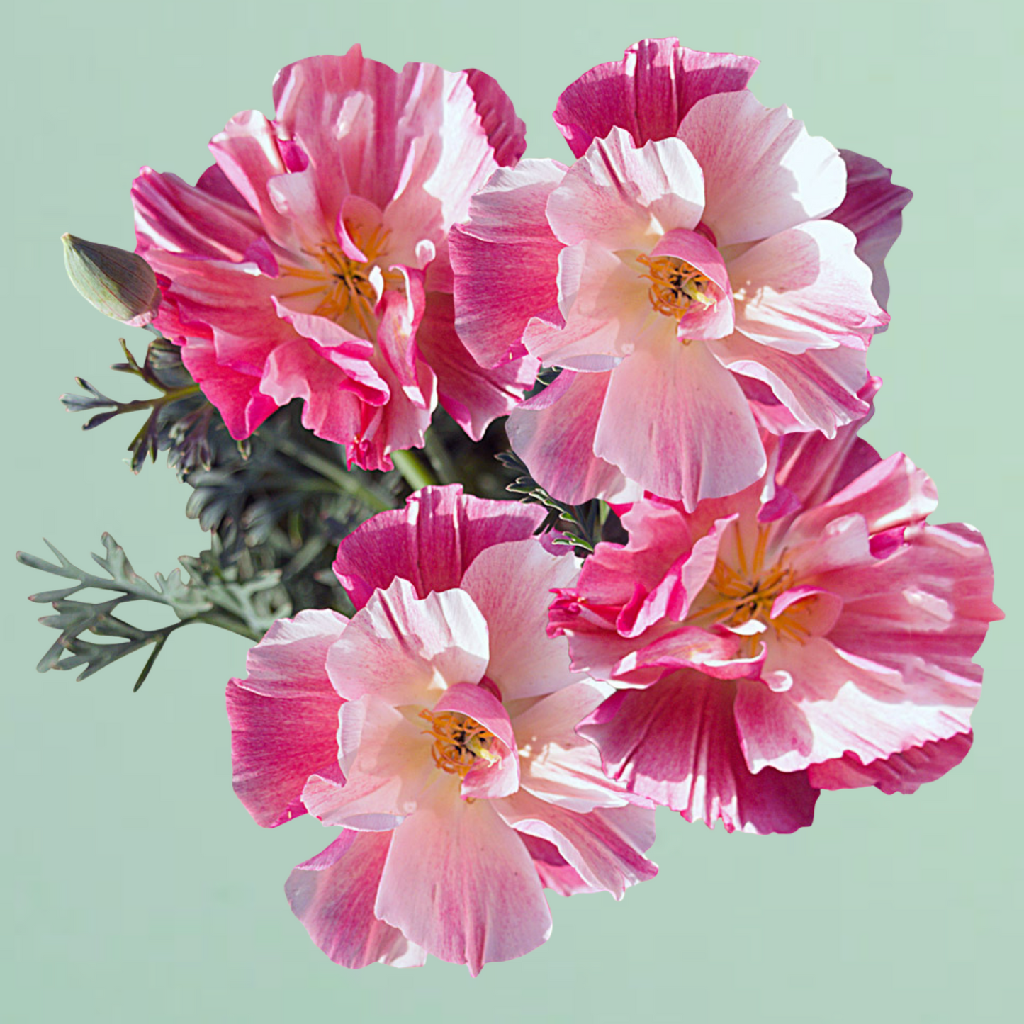 Thai Silk Appleblossom Chiffon California Poppy Seeds