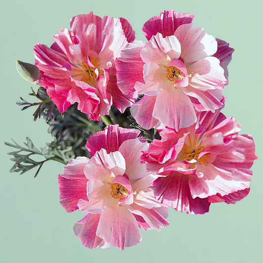 Thai Silk Appleblossom Chiffon California Poppy Seeds