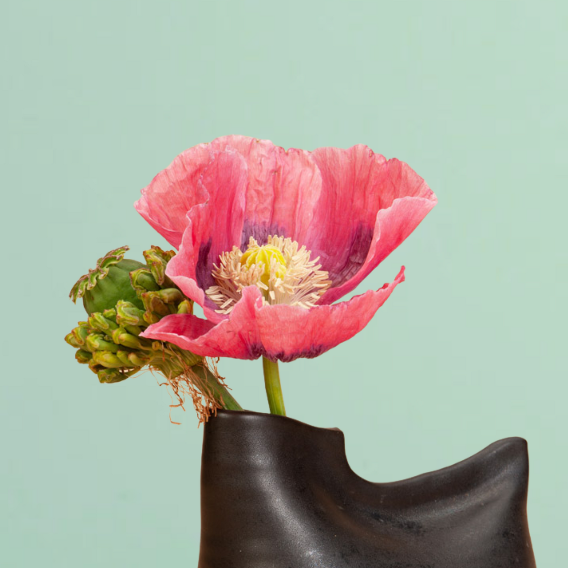 where to buy poppy flower seeds Hens and Chicks Breadseed Poppy Summer Annual Flower Seeds