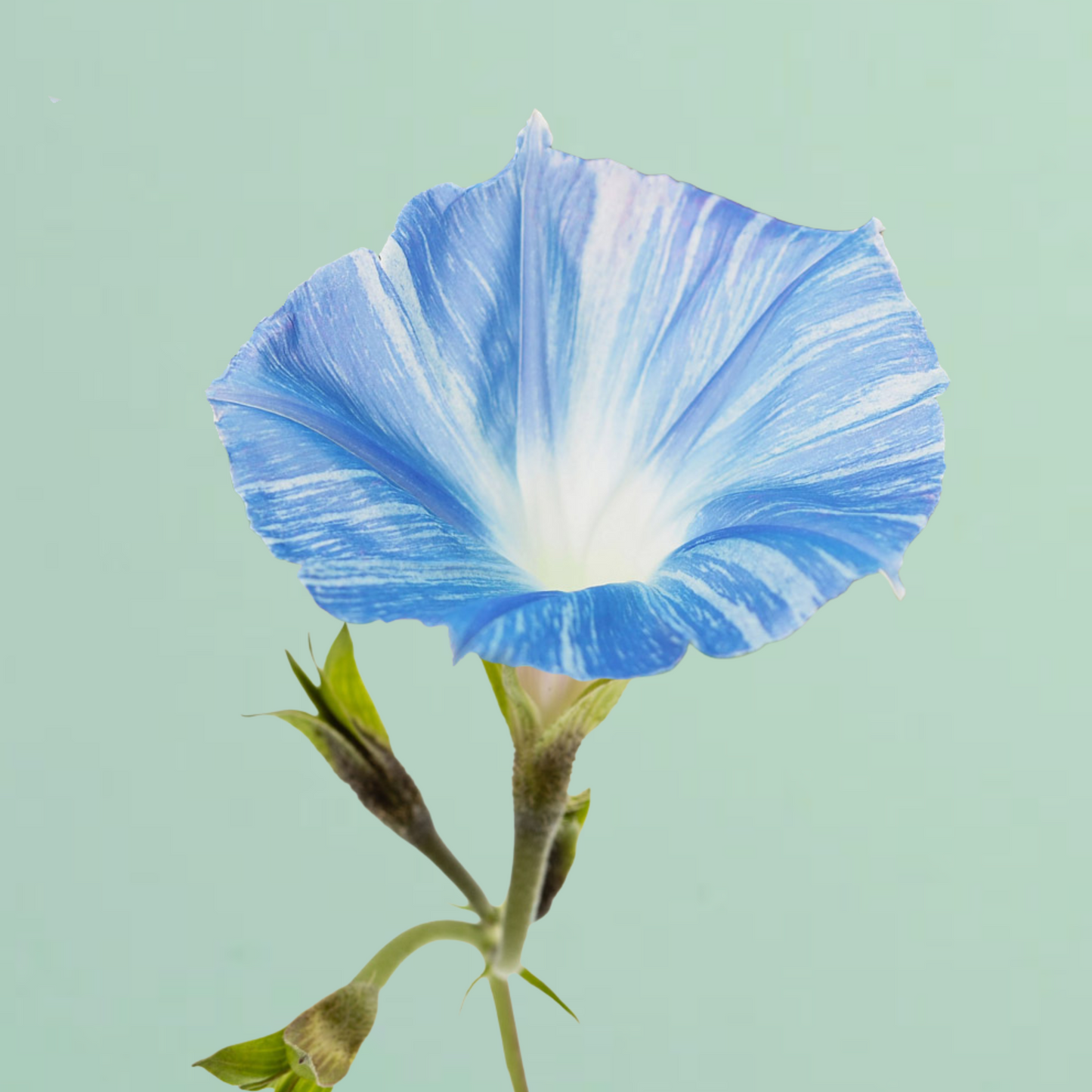 Flying Saucer Morning Glory Seeds