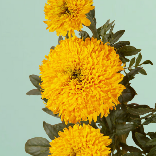 Marigold Spun Yellow Seeds