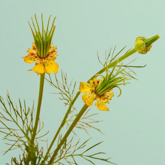 Transformer Love In A Mist Seeds