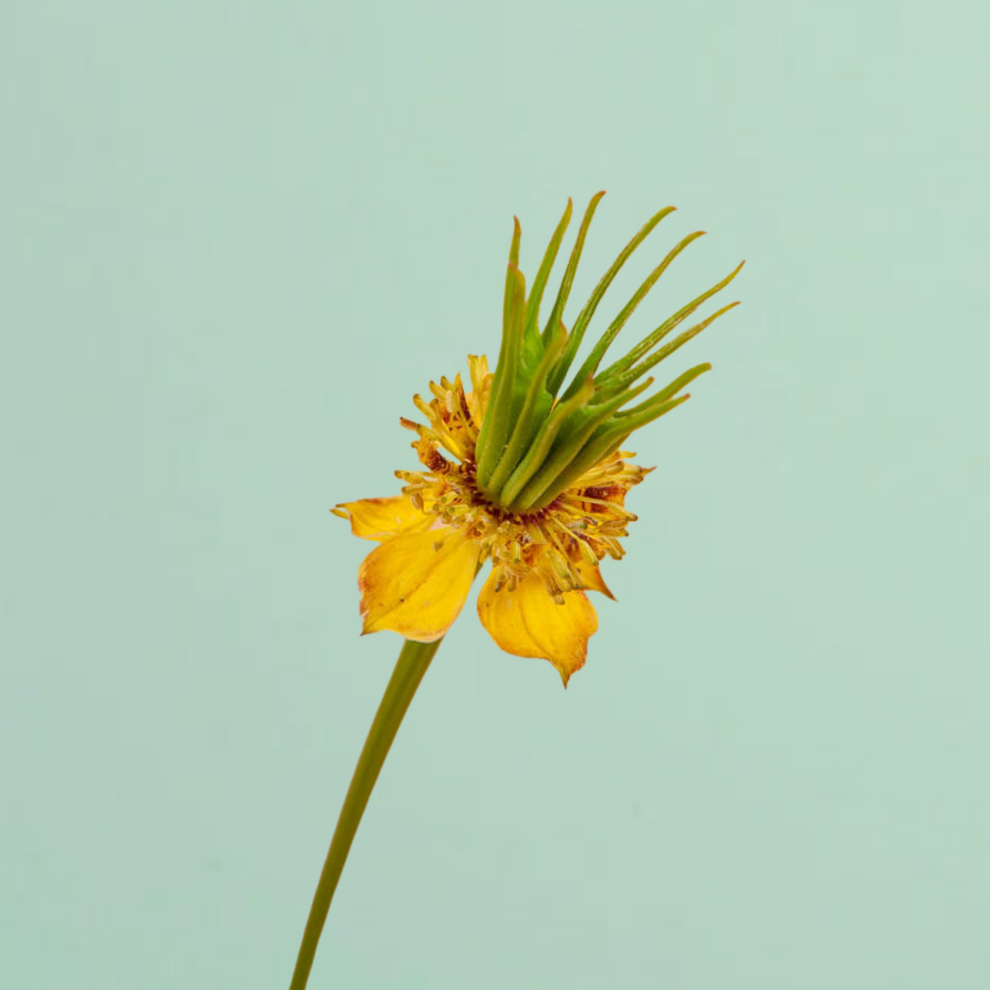 Transformer Love In A Mist Seeds