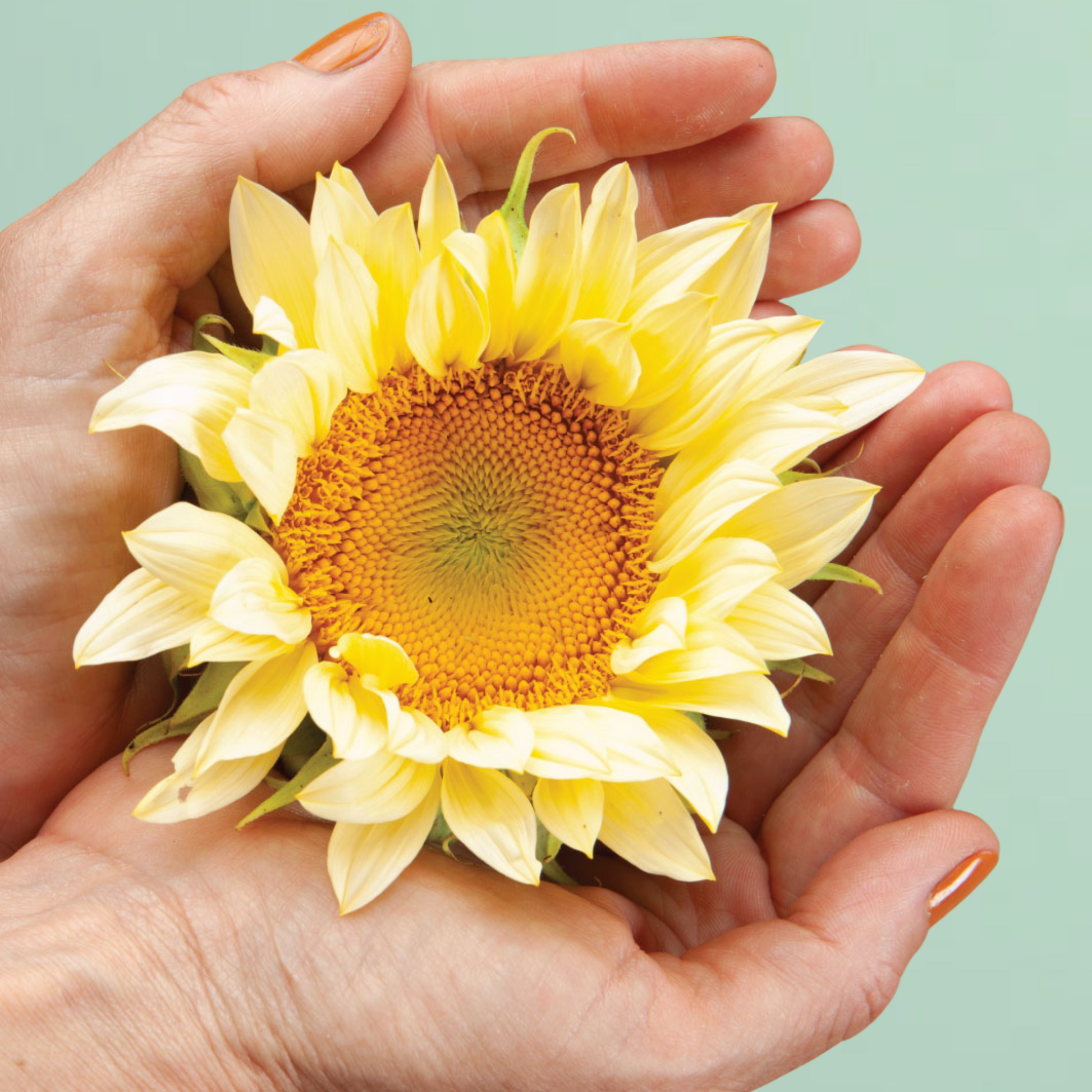 white sunflower seeds flower ProCut White Light Sunflower Seeds