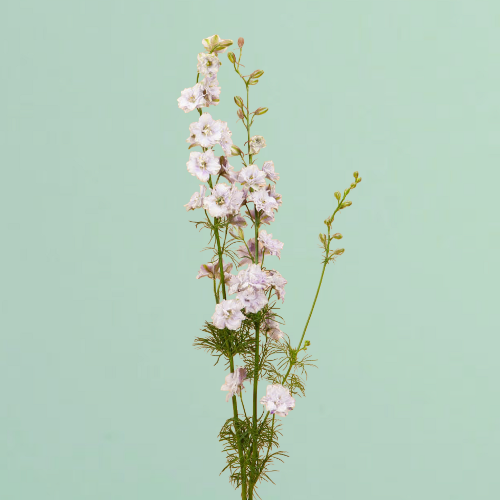 larkspur flower seeds Smokey Eyes Larkspur Seeds