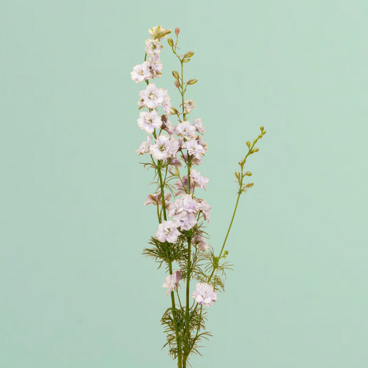 Smokey Eyes Larkspur Seeds