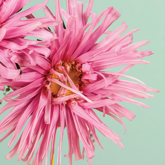 Valkyrie Pink Aster Seeds