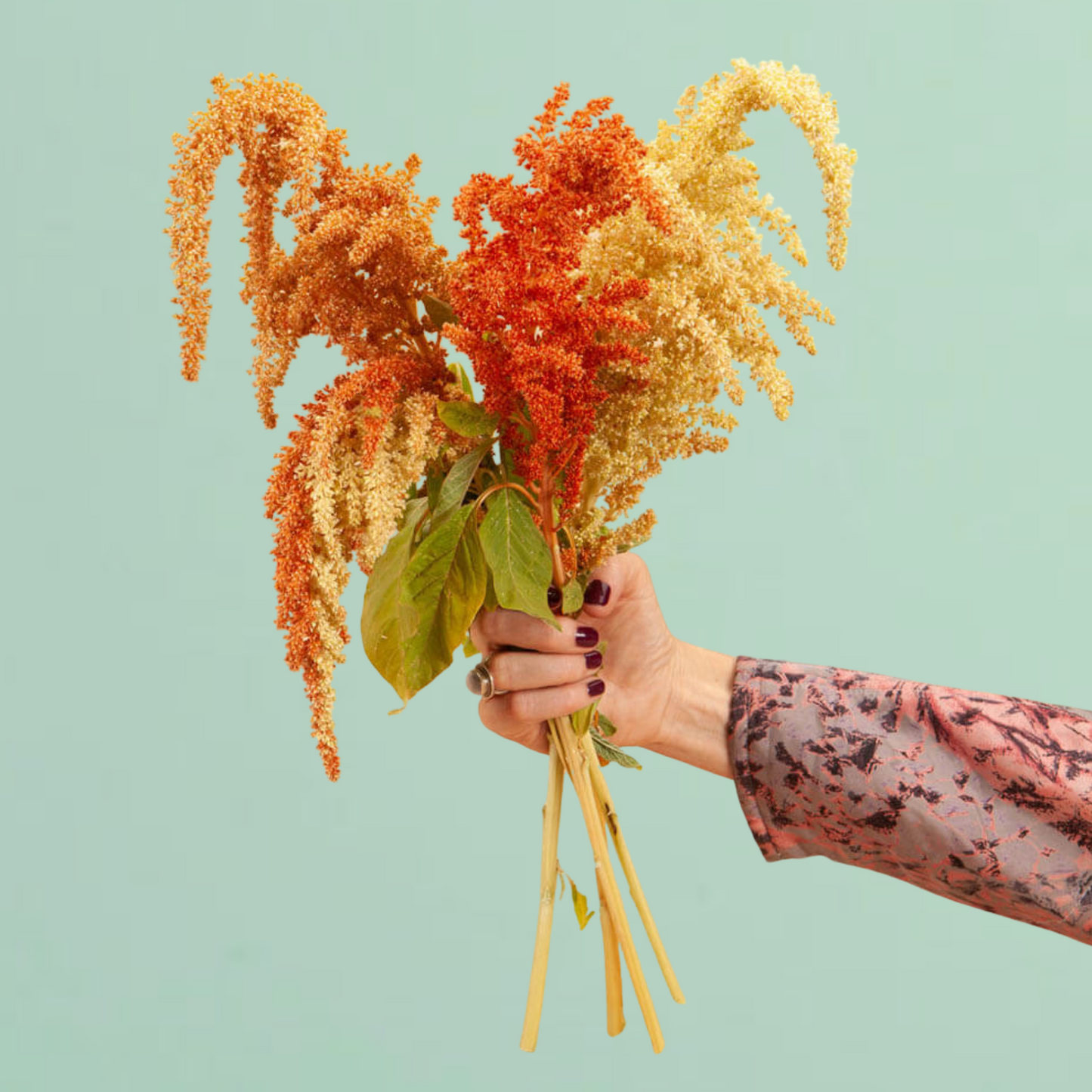 Autumn Touch Amaranth Seeds