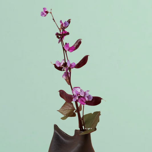 Ruby Moon Hyacinth Bean Seeds