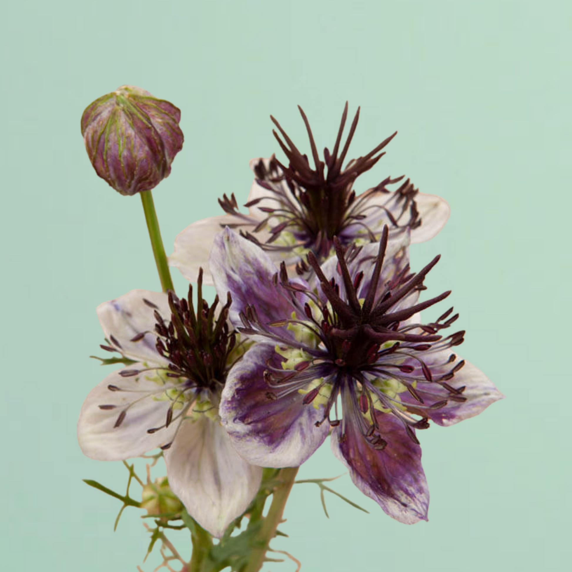 love in the mist flower seeds Delft Blue Love In A Mist Seeds