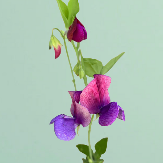Old Spice Cupani Sweet Pea Seeds