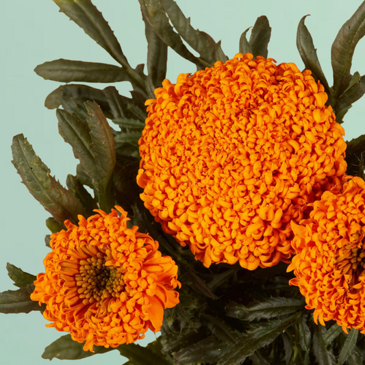 Marigold Spun Orange Seeds
