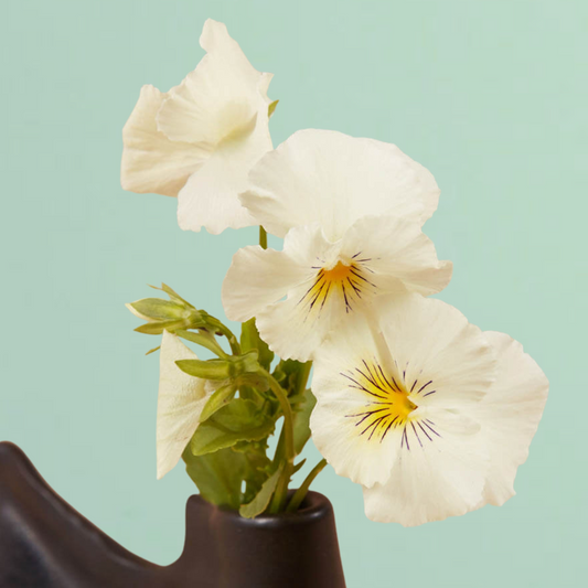 Cats White Viola Seeds