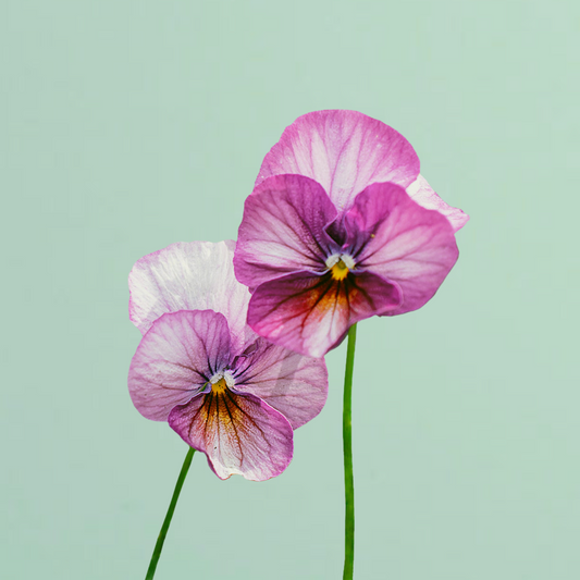 Gem Pink Antique Viola Seeds