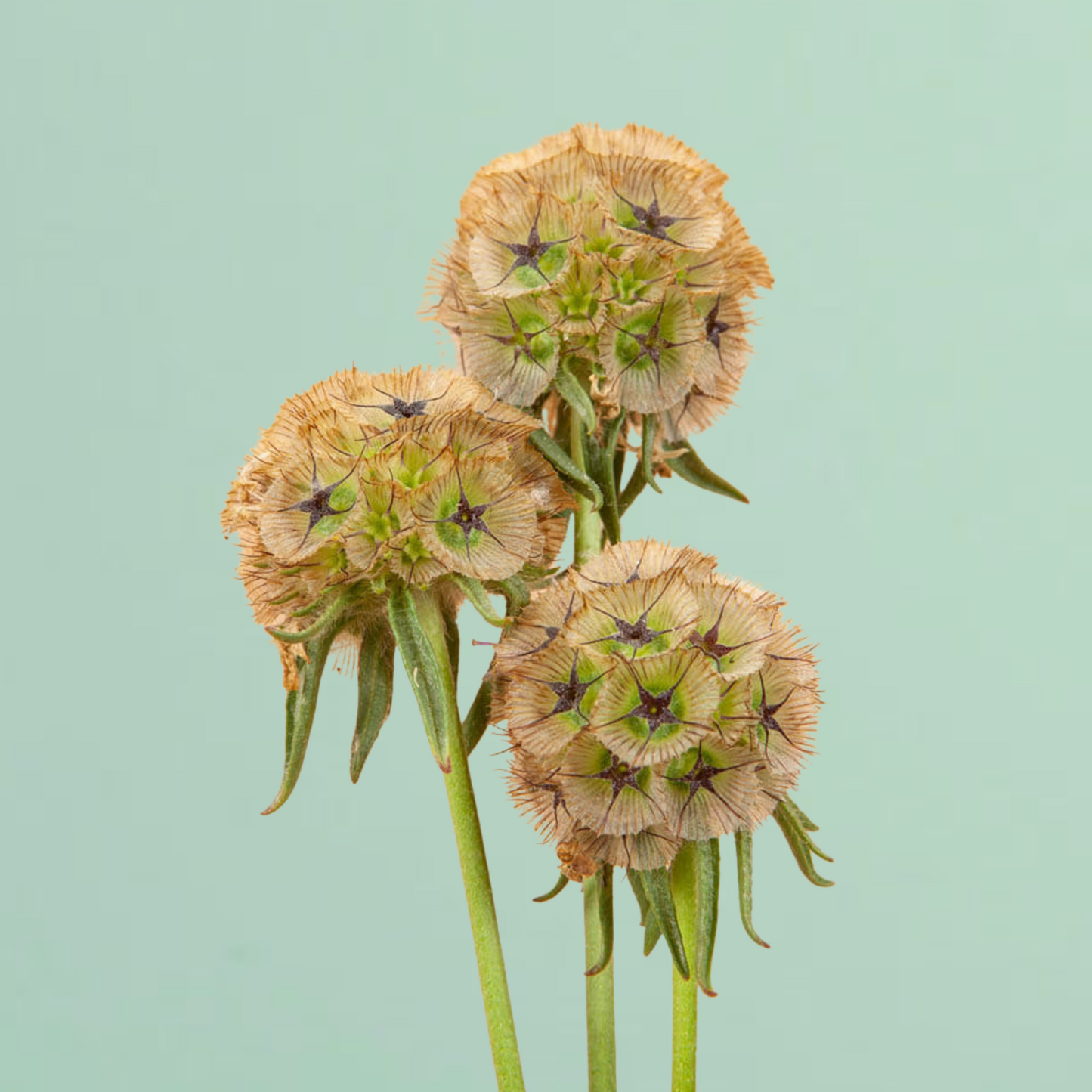 Starflower Scabiosa Seeds