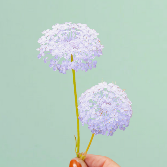 Blue Lace Flower Seeds