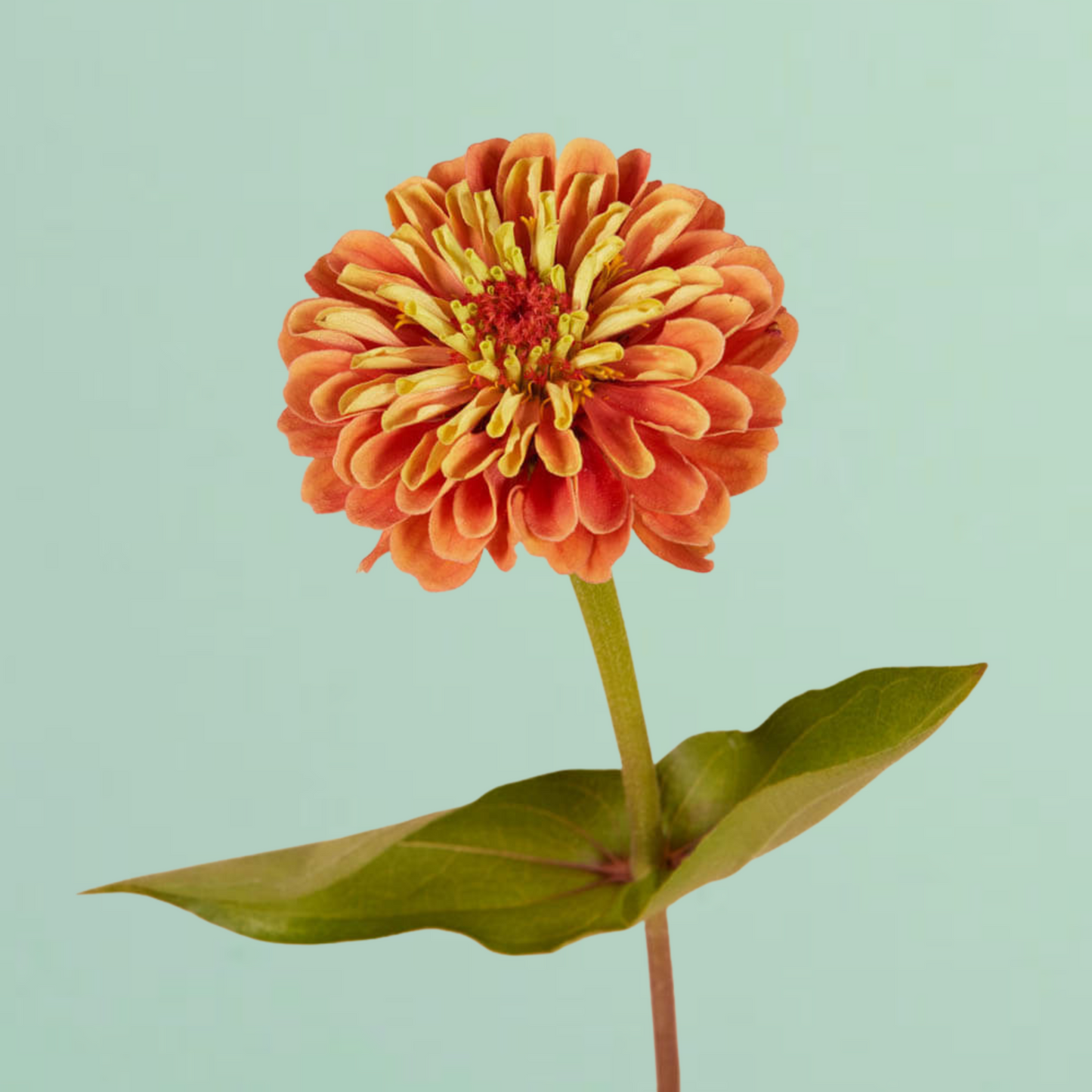 Queen Lime Orange Zinnia Seeds