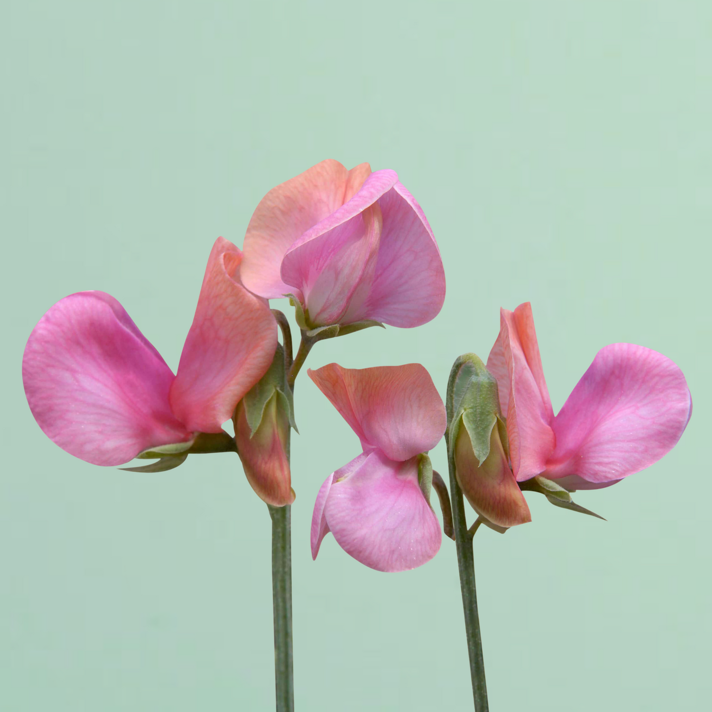 Sweet Pea Miss Willmott Seeds