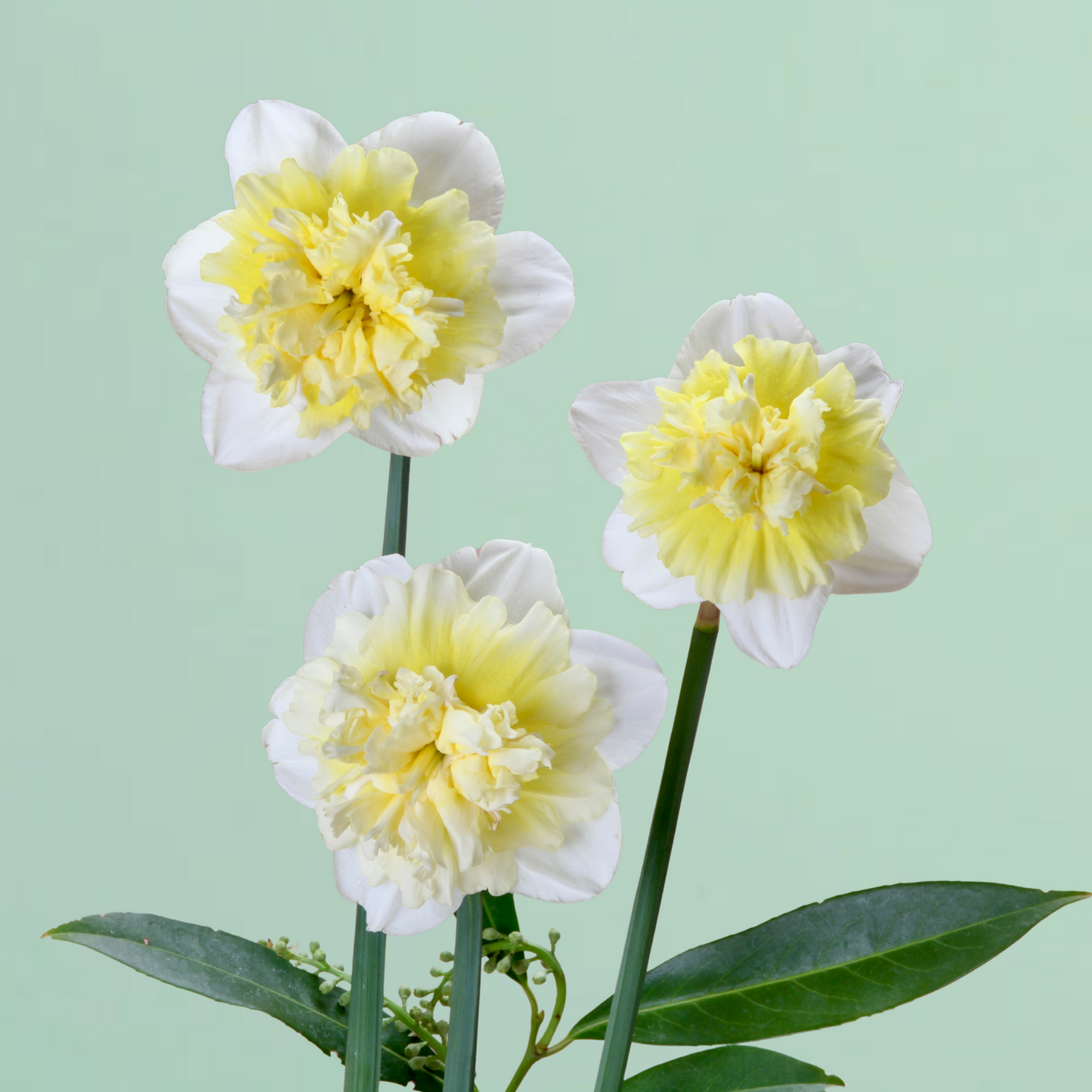 Ice King Daffodil Bulbs