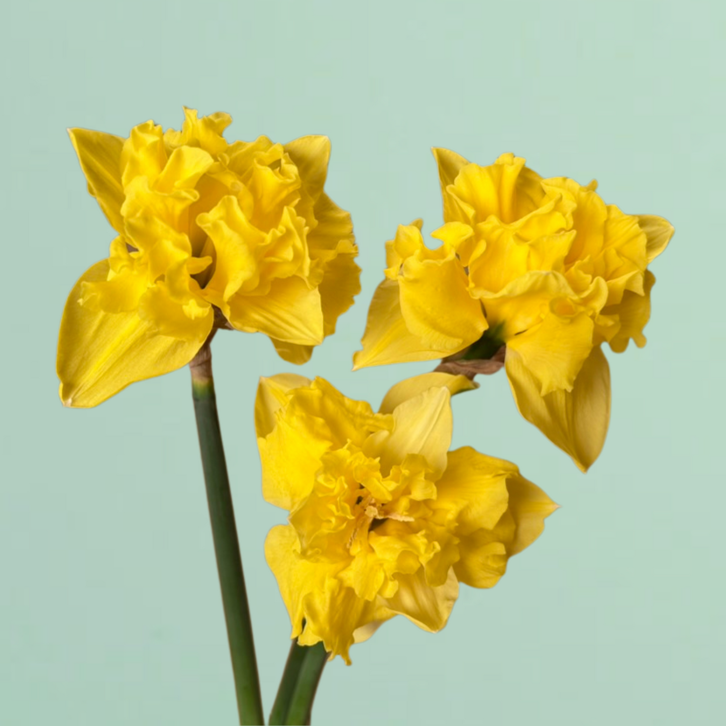 Sailorman Daffodil Bulbs