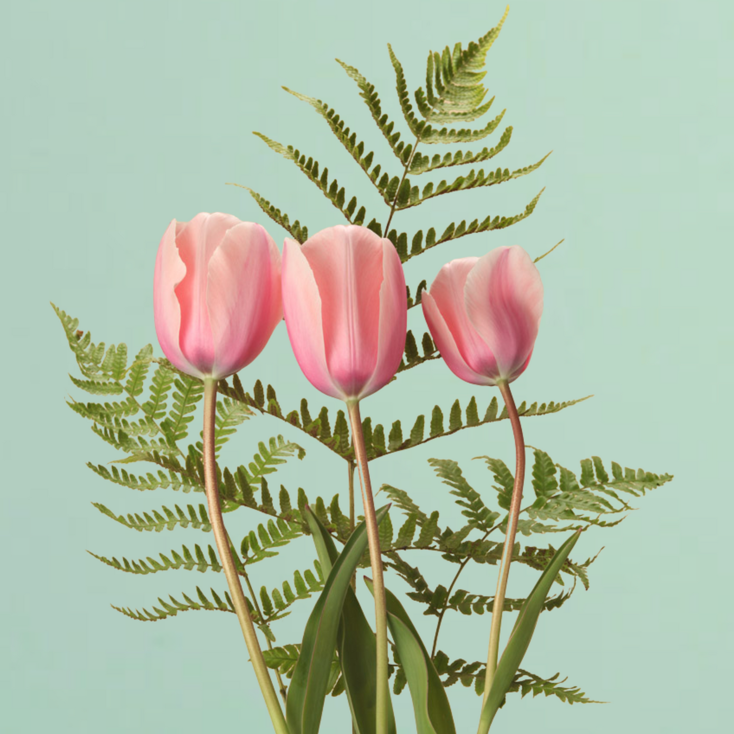 Salmon Impression Tulip Bulbs