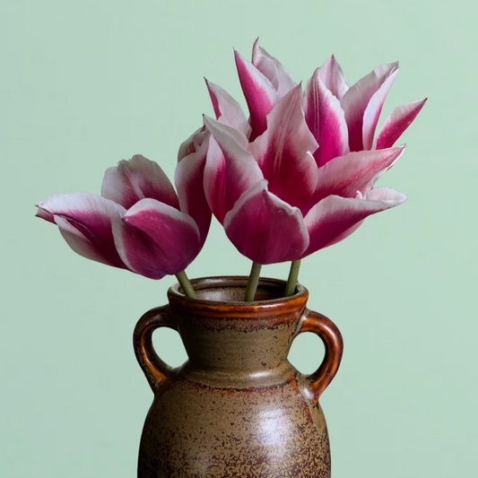 Claudia Tulip Bulbs