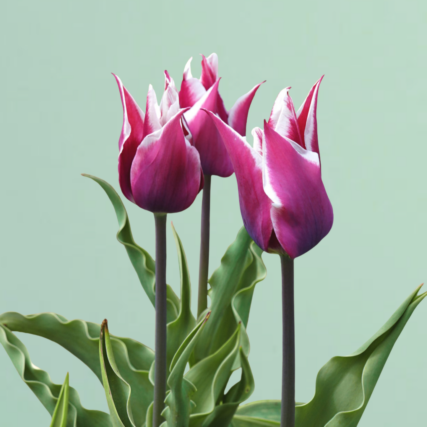Claudia Tulip Bulbs