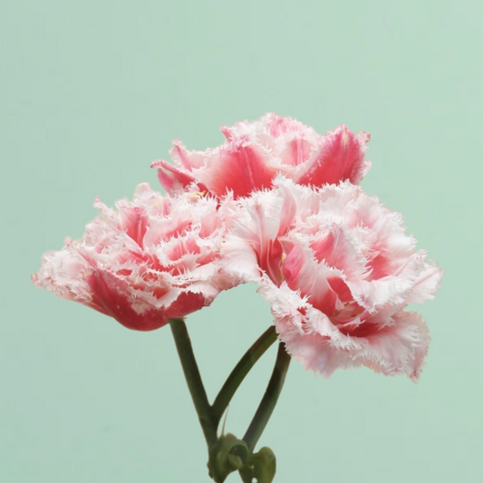 Queensland Pre-Chilled Tulip Bulbs