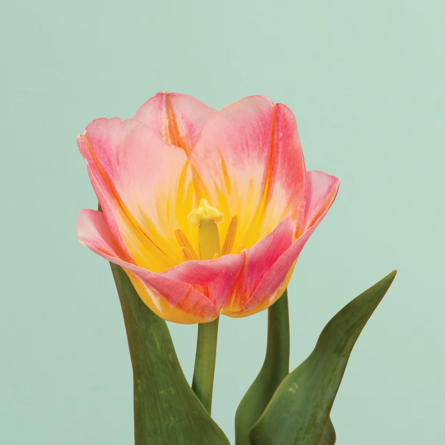 Tom Pouce Pre-Chilled Tulip Bulbs